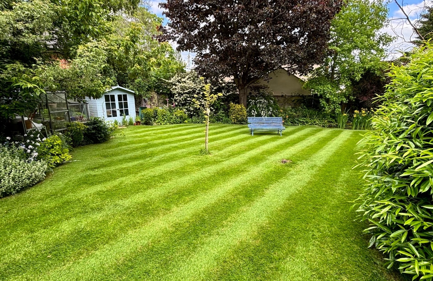 Lawn Renovation A green lawn featuring a bench and a tree positioned centrally within the landscape.